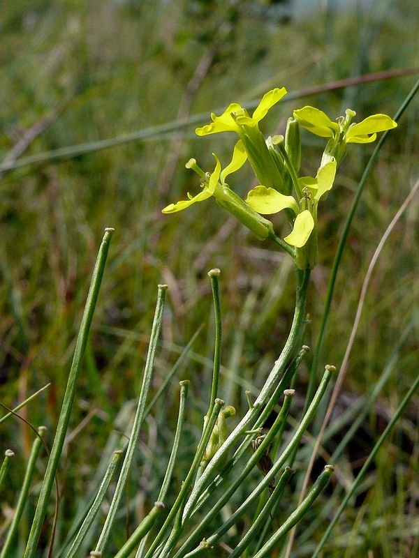 Изображение особи Erysimum canescens.