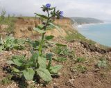 Anchusa pusilla
