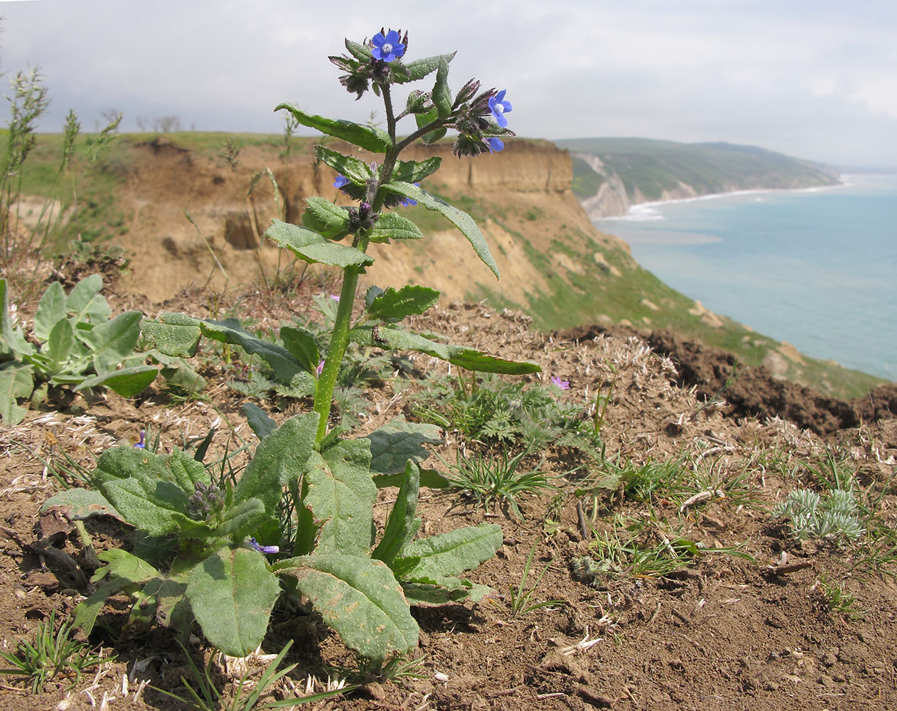 Изображение особи Anchusa pusilla.