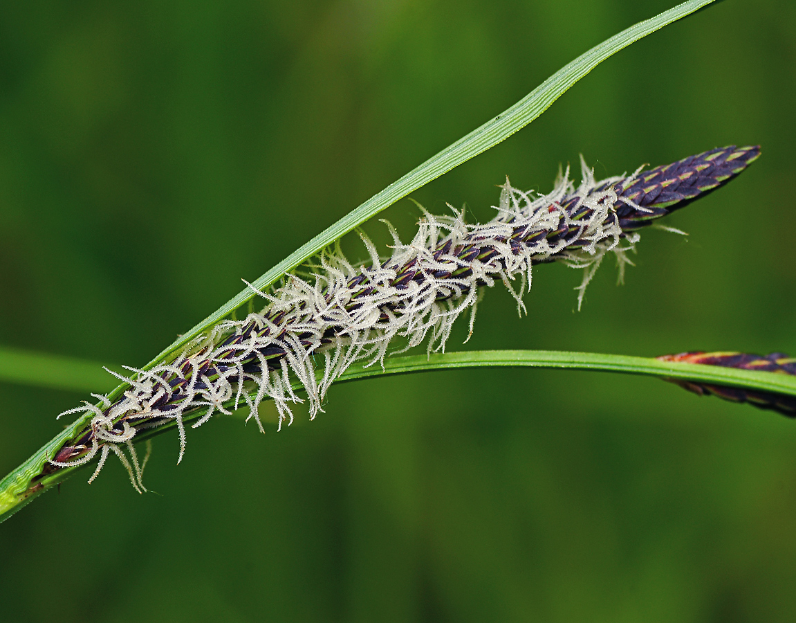 Изображение особи Carex acuta.
