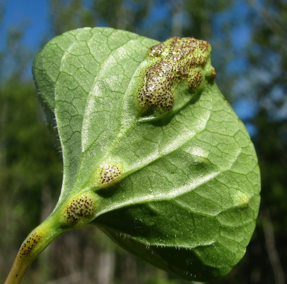 Image of Viola epipsila specimen.