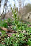 Cardamine hirsuta