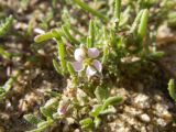 Spergularia marina