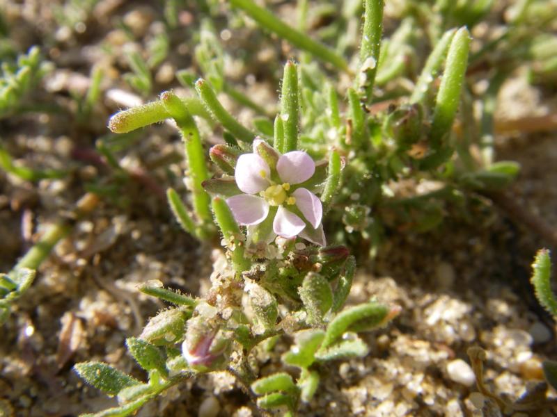 Изображение особи Spergularia marina.