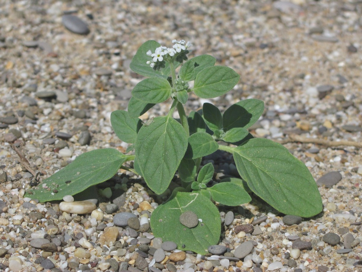 Image of Heliotropium ellipticum specimen.