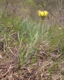 Tragopogon brevirostris. Цветущее растение. Краснодарский край, м/о г. Новороссийск, гора Рябкова, южный склон, скальнодубово-грабинниковое редколесье. 20.04.2015.