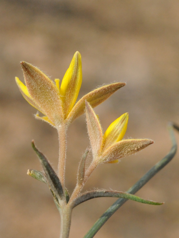 Изображение особи Gagea setifolia.