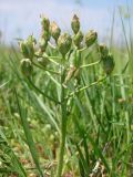 Ornithogalum navaschinii. Плодоносящее растение. Западный Крым, южный берег оз. Кызыл-Яр. 18 мая 2015 г.