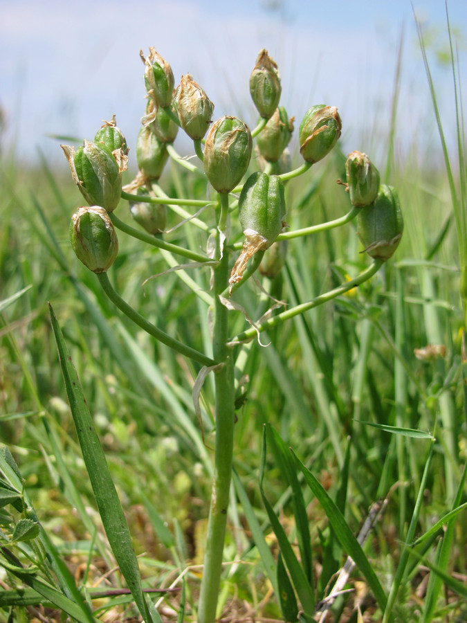 Image of Ornithogalum navaschinii specimen.