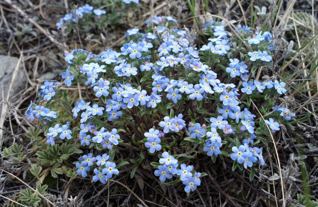 Изображение особи Amblynotus rupestris.