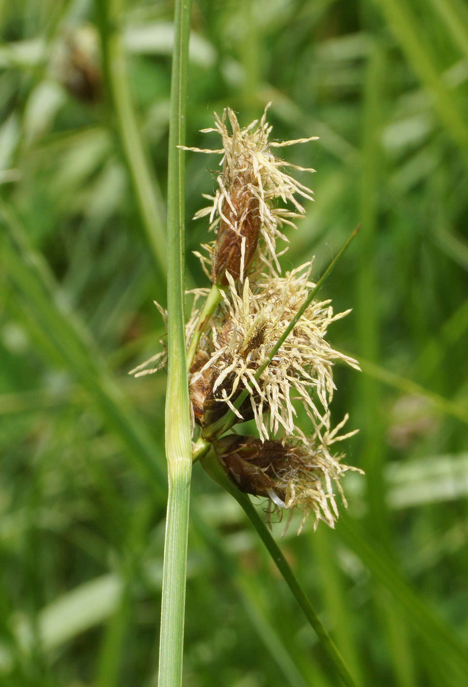 Image of Bolboschoenus planiculmis specimen.