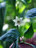 Capsicum annuum