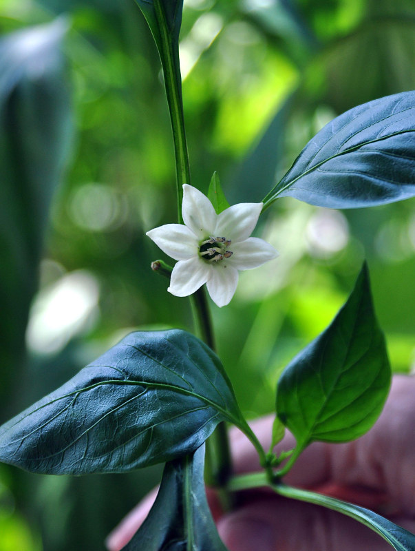 Изображение особи Capsicum annuum.