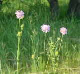 Knautia arvensis. Верхушки растений с цветущими и развивающимися соцветиями. Иркутская обл., Иркутский р-н, окр. устья р. Иркут. 25.06.2014.