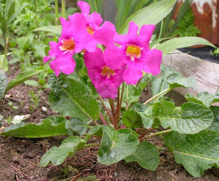 Image of Incarvillea forrestii specimen.