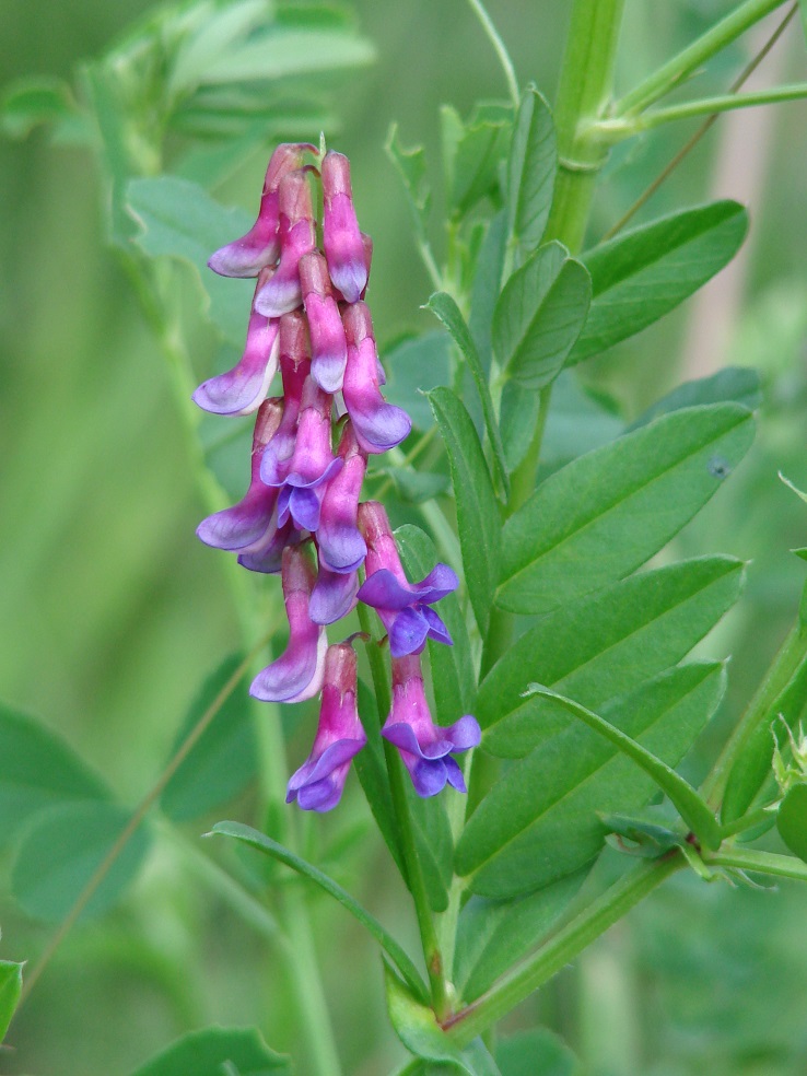 Изображение особи Vicia amoena.