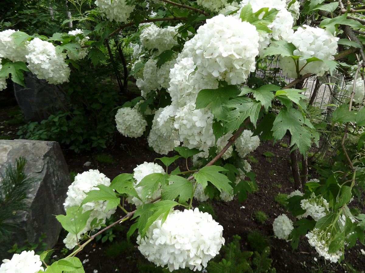 Изображение особи Viburnum opulus f. roseum.