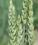 Triticum aestivum