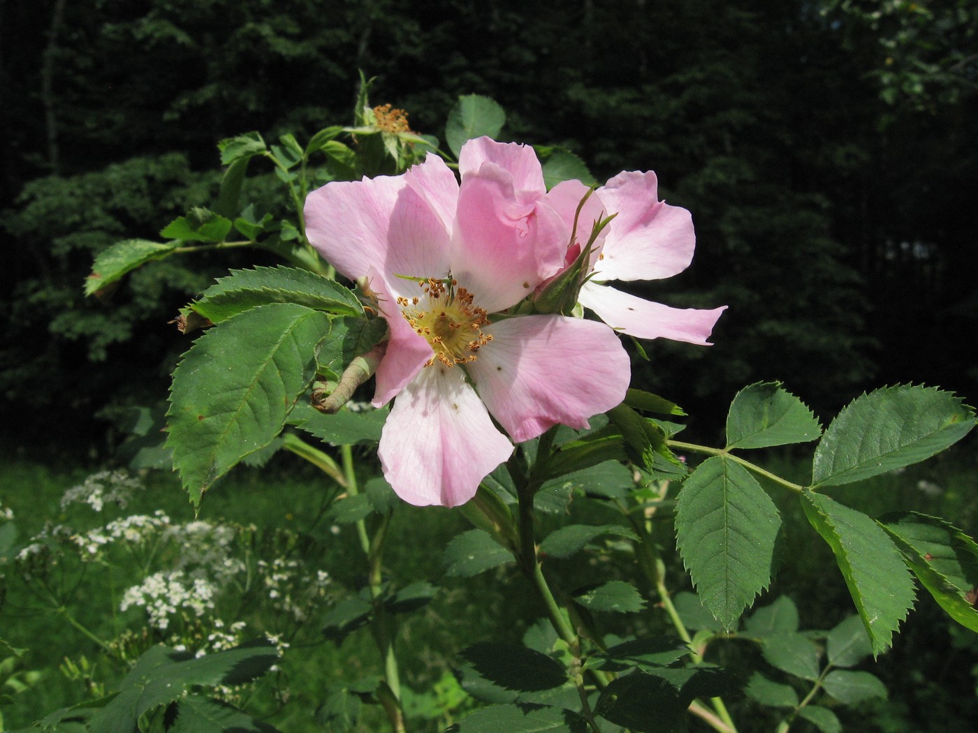 Изображение особи Rosa villosa.