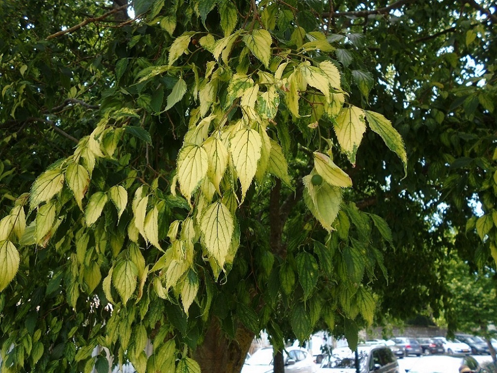 Изображение особи Celtis australis.