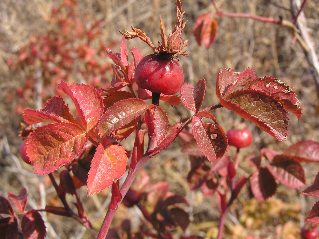 Image of genus Rosa specimen.