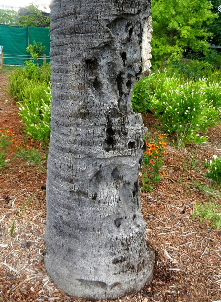 Image of genus Butia specimen.