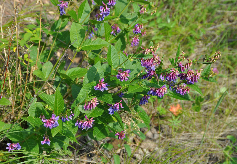 Изображение особи Vicia unijuga.