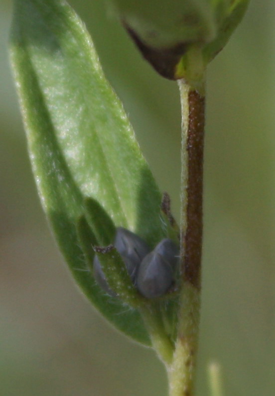 Image of Lithospermum officinale specimen.