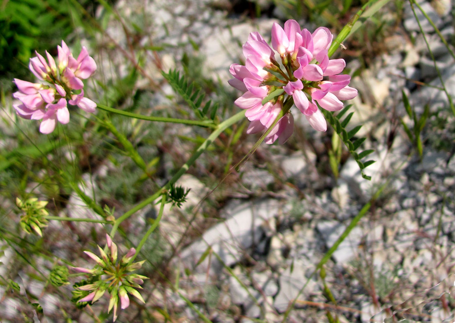 Image of Securigera varia specimen.
