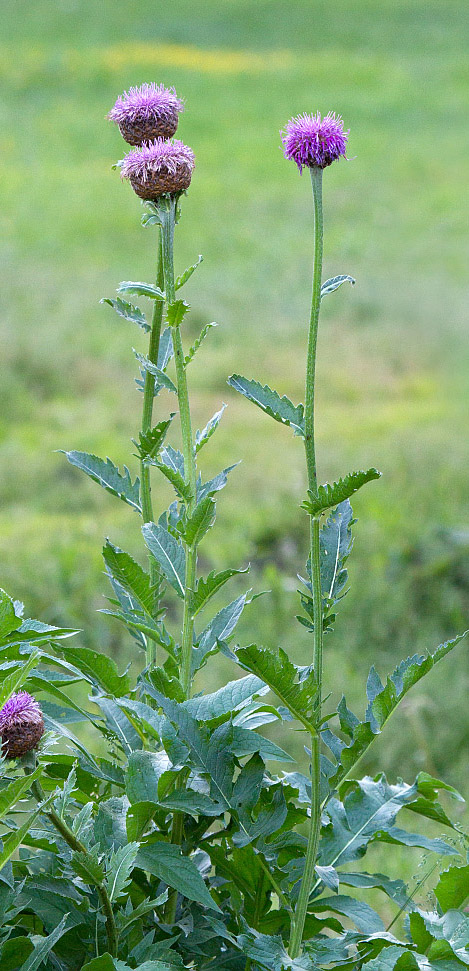 Изображение особи Stemmacantha carthamoides.