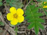 Potentilla anserina. Цветок и лист. Якутия (Саха), южные окр. г. Якутск, дачный пос. 11.06.2012.