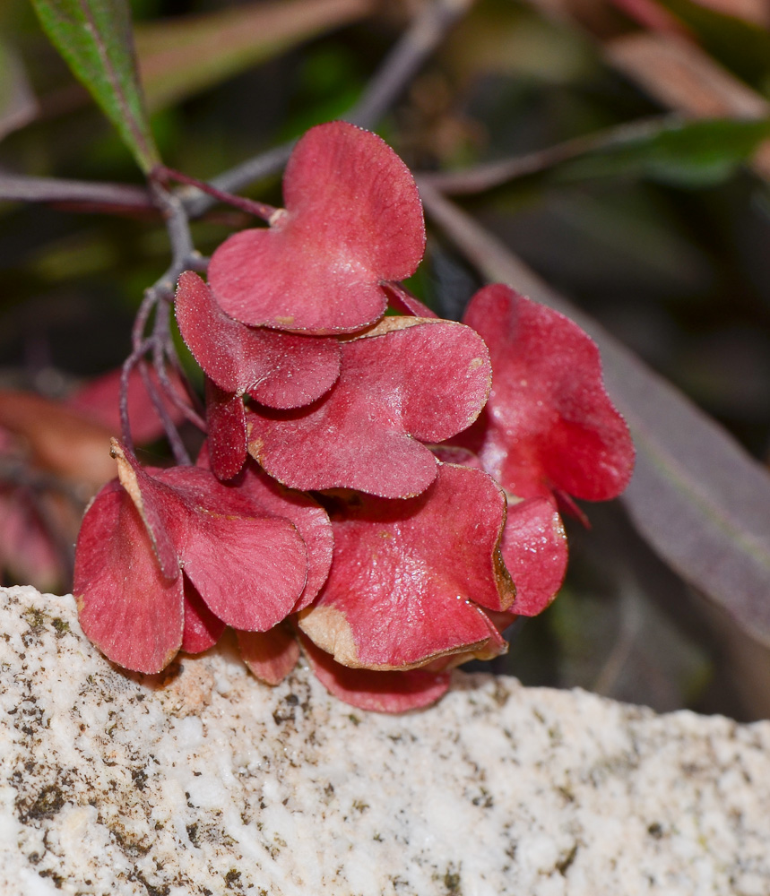 Изображение особи Dodonaea viscosa.