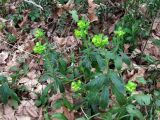 Euphorbia amygdaloides. Зацветающие растения. Краснодарский край, Сочи, окр. Адлера, широколиственный лес. 16.02.2015.