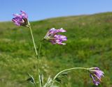 Astragalus ceratoides