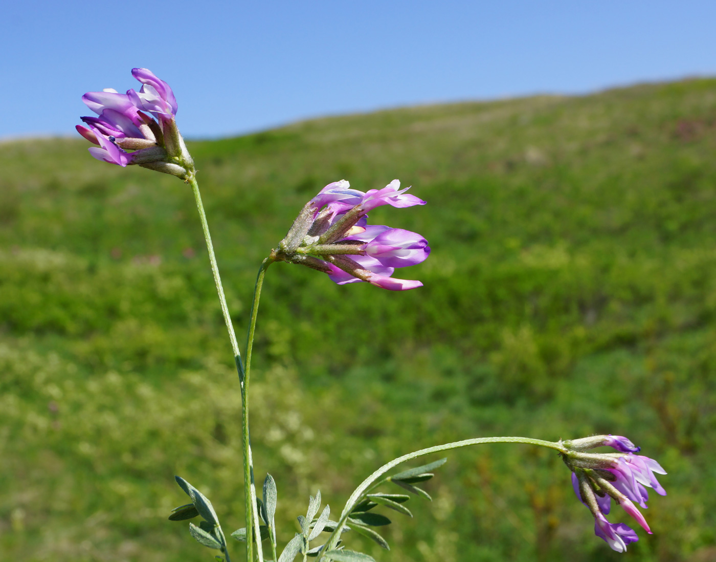 Изображение особи Astragalus ceratoides.