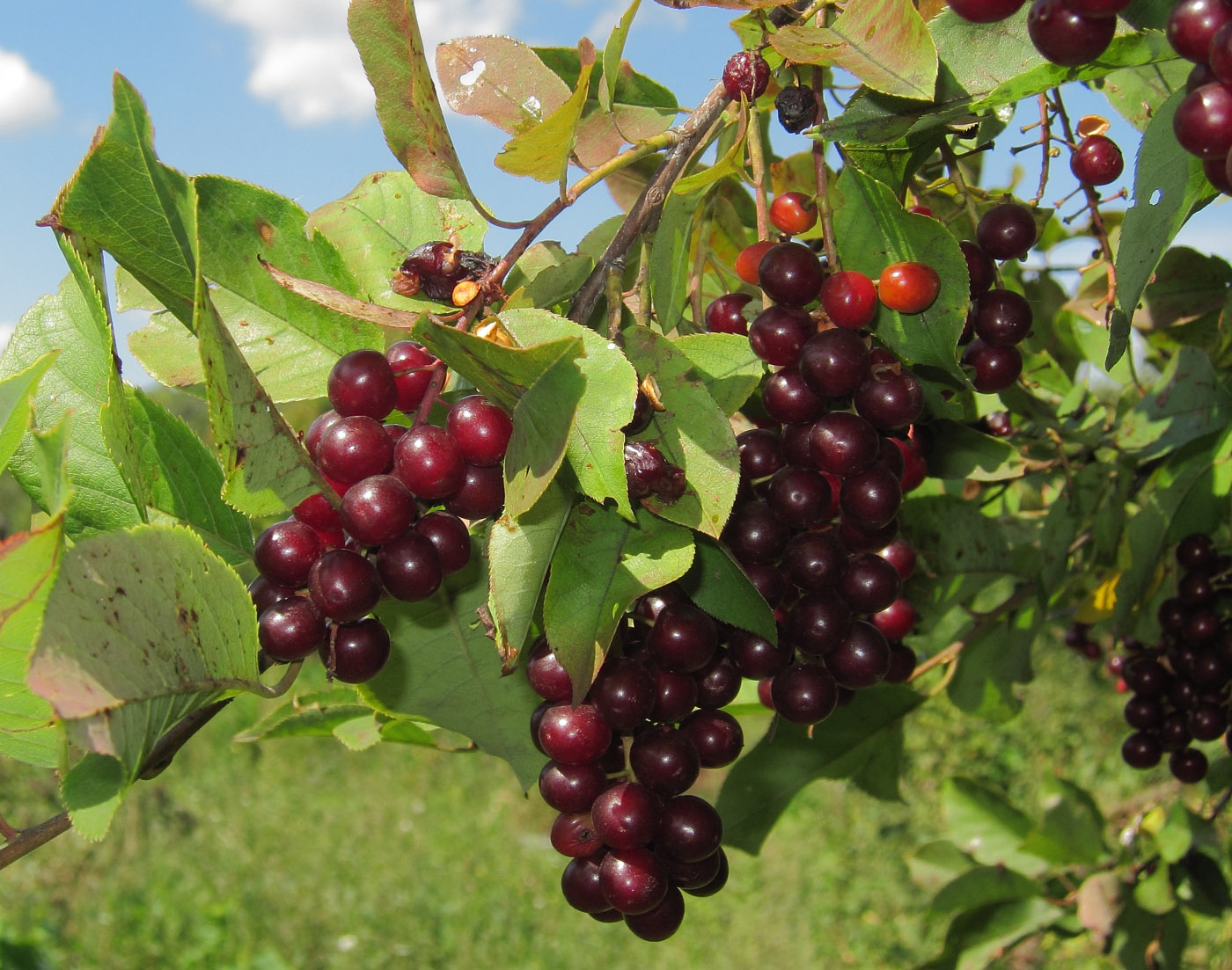 Image of Padus virginiana specimen.