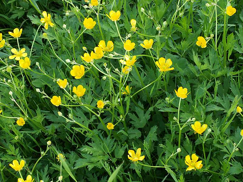 Image of Ranunculus repens specimen.