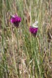 Allium barsczewskii. Верхушки цветущих растений с кормящимися Melanargia parce. Южный Казахстан, Сырдарьинский Каратау, р-н перевала Куюк. 30.05.2015.