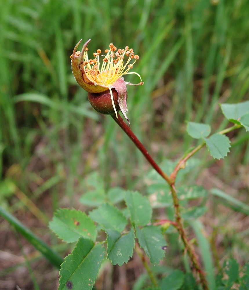 Image of Rosa spinosissima specimen.