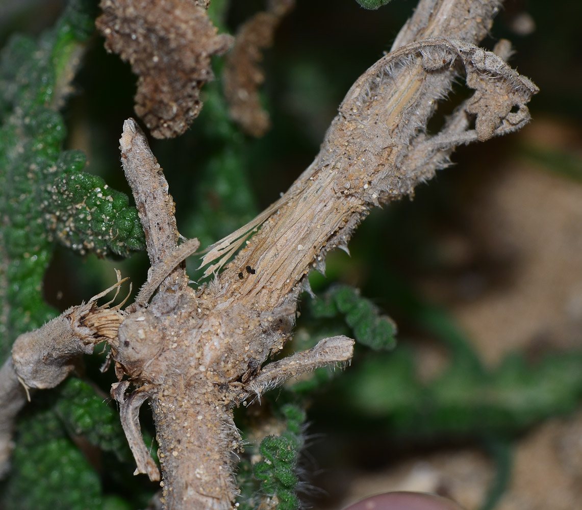 Image of Salvia lanigera specimen.