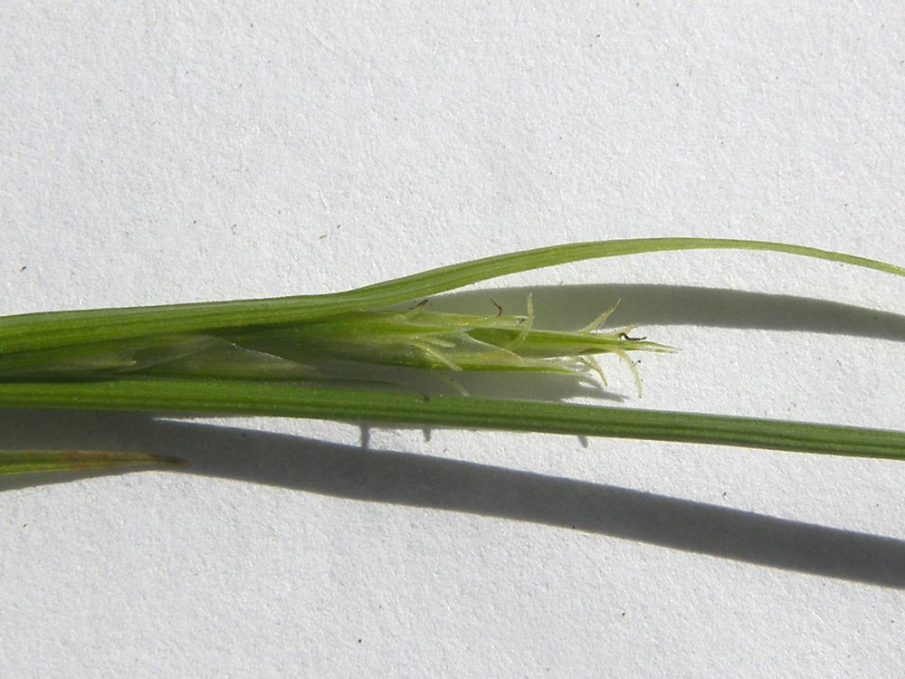 Image of Carex michelii specimen.