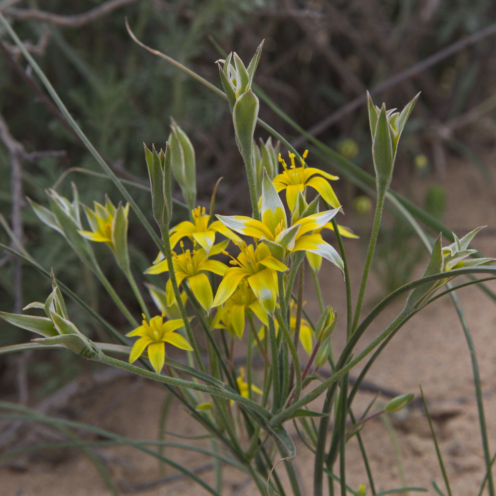 Image of Gagea reticulata specimen.