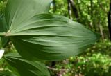 Polygonatum glaberrimum