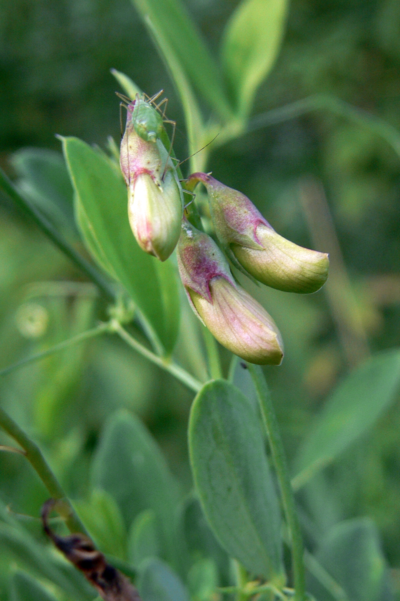 Изображение особи Lathyrus tuberosus.