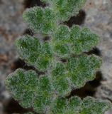 Image of taxon representative. Author is Татьяна Мальчинская