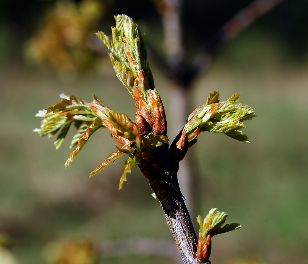 Изображение особи Quercus robur.