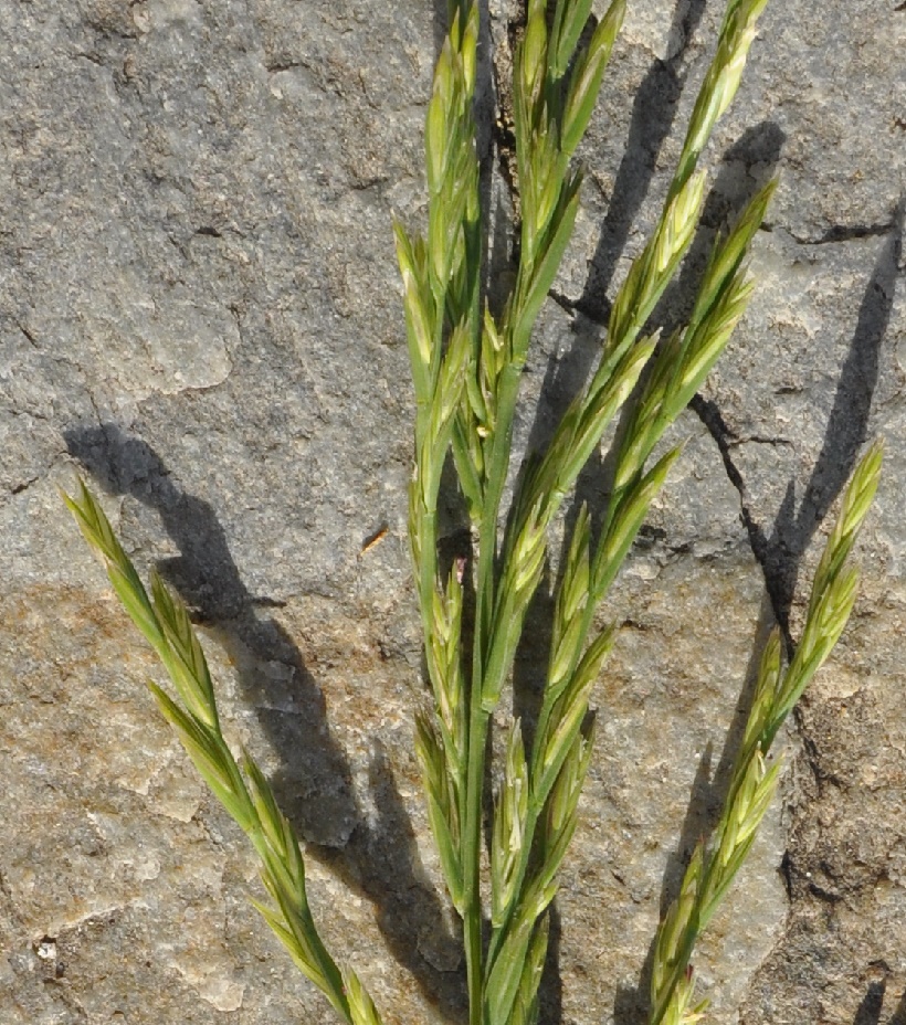 Image of genus Lolium specimen.