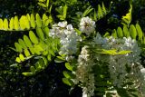 Robinia pseudoacacia. Ветвь с соцветиями. Донецк. 28.05.2016.