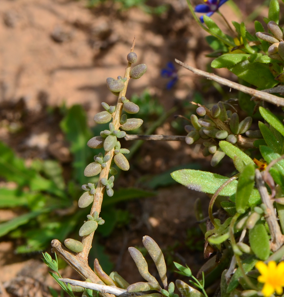 Image of Lycium intricatum specimen.