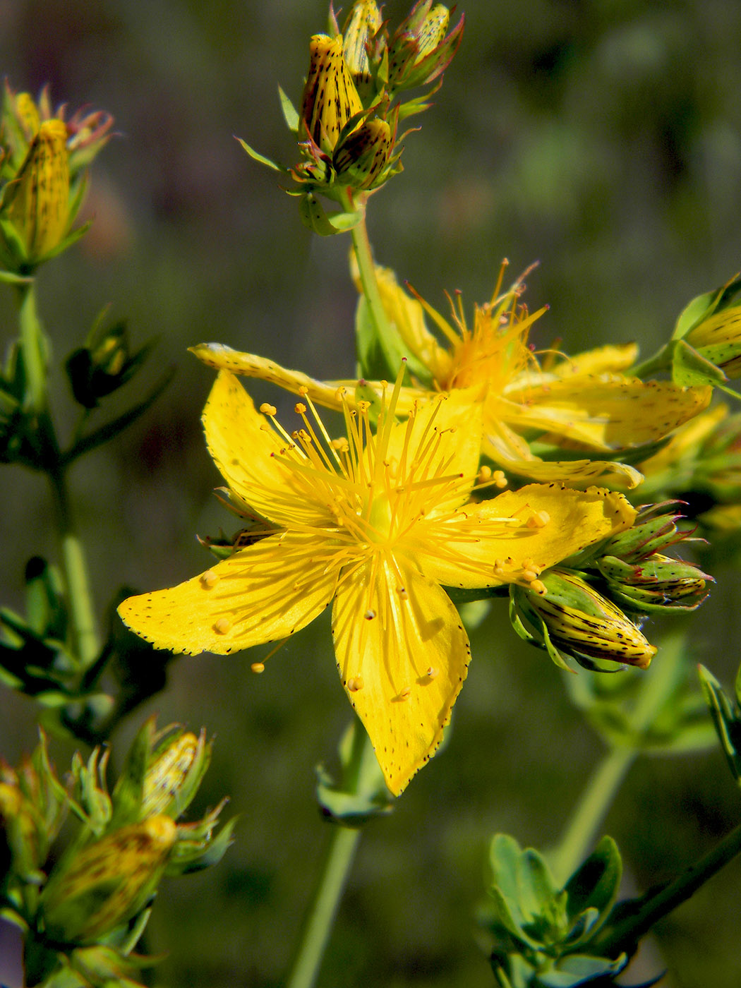 Image of Hypericum perforatum specimen.